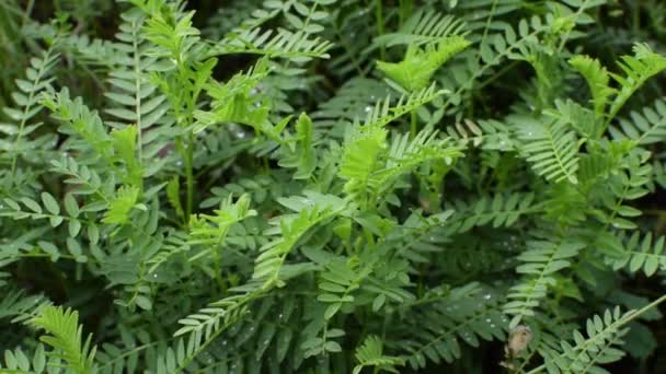 Weelderige groene vegetatie vergelijkbaar met een fern — Stockvideo