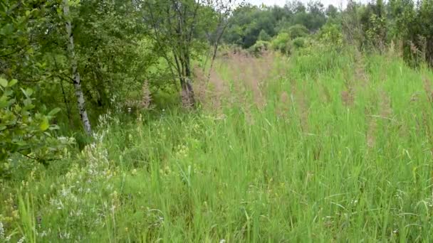 野生草甸草现场 — 图库视频影像