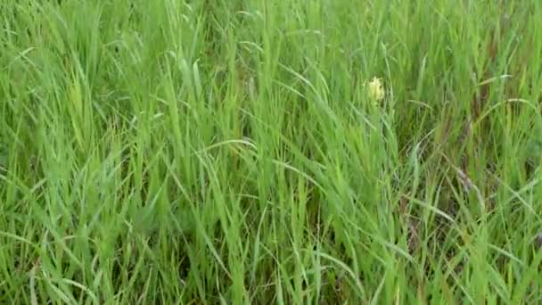 野生草甸草现场 — 图库视频影像