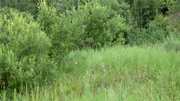 Scène de prairie sauvage herbe 