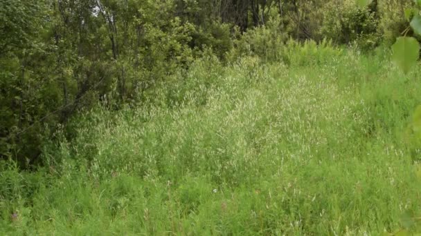 Scène de prairie sauvage herbe 