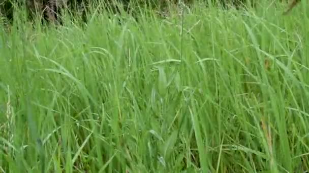 Scène de prairie sauvage herbe 