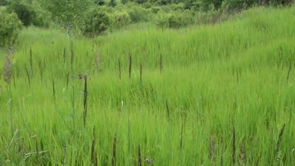 野生草甸草现场 — 图库视频影像