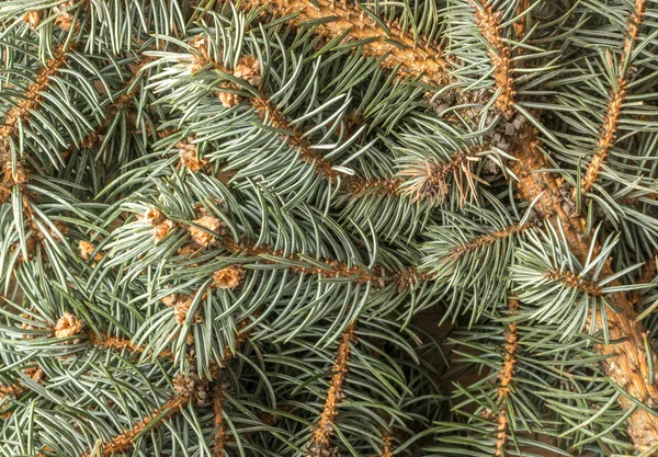 Blue Spruce Twig — Stock Photo, Image