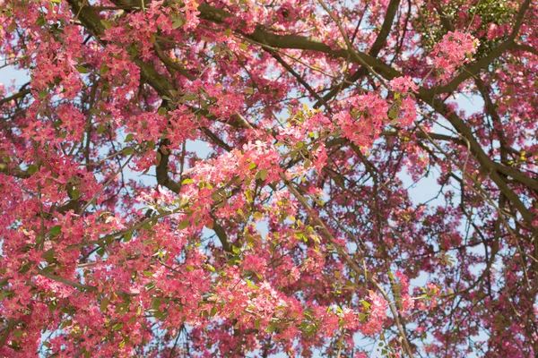 Pink Apple Flower — Stock Photo, Image