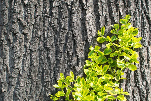 Old Tree Bark with Green Plant — Stock Photo, Image