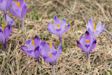 Vahşi Crocus veya çiğdemler