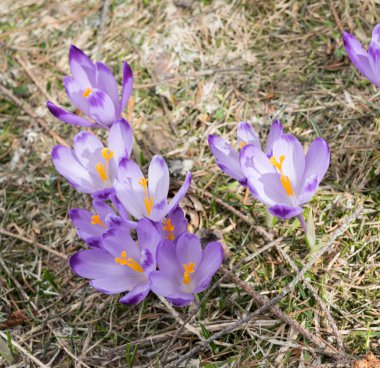 Vahşi Crocus veya çiğdemler