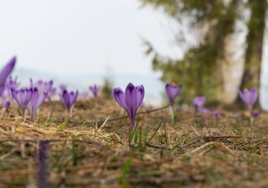 Vahşi Crocus veya çiğdemler