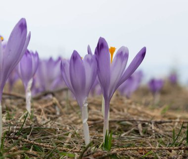 Vahşi Crocus veya çiğdemler