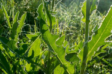 Yeşil çimlerin üzerindeki çiy tanesi