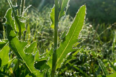 Yeşil çimlerin üzerindeki çiy tanesi