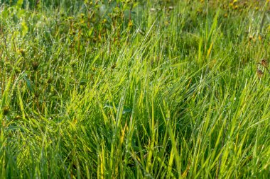 Yeşil çimlerin üzerindeki çiy tanesi