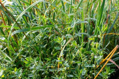 Yeşil çimlerin üzerindeki çiy tanesi
