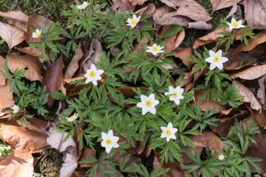 White Anemone Nemorosa