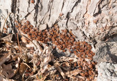 Firebugs birikimi