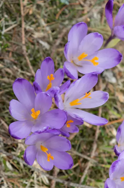 Dziki Crocus lub krokusy — Zdjęcie stockowe