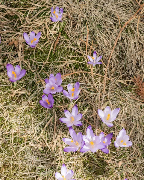 Crocus sauvages ou crocus — Photo