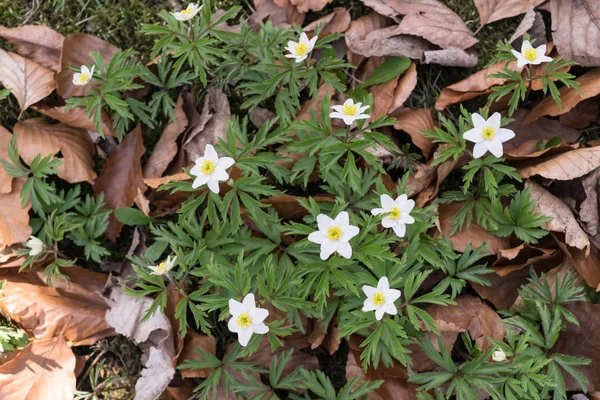 White Anemone Nemorosa — Stok fotoğraf