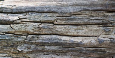 Güzel dokulu eski ağaç