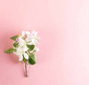 Sprinf çiçek arka plan