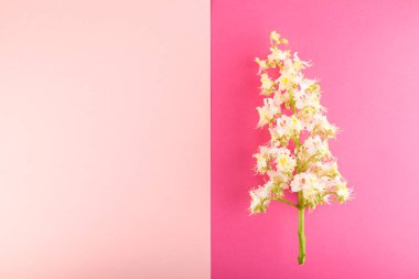 Sprinf çiçek arka plan