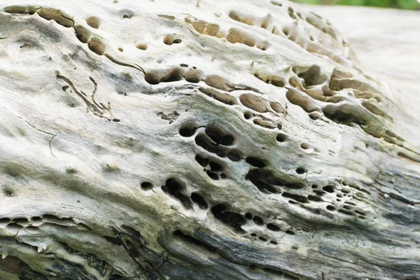 Beautiful Textured Old Tree — Stock Photo, Image