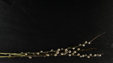 kedi söğüt dallar