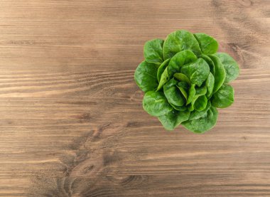 taze ıspanak yaprakları