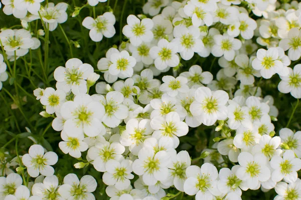 Mooie bloemen van Trossteenbreek — Stockfoto