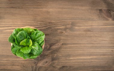 taze ıspanak yaprakları