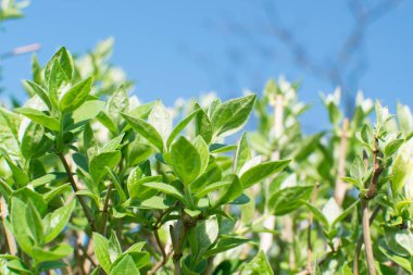 Genç ışık yeşil bahar yaprakları
