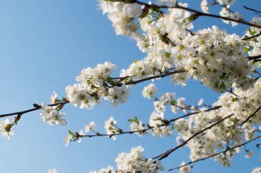 Bahar bahçe içinde güzel kiraz çiçekleri