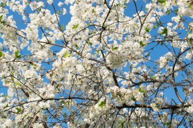 Bahar bahçe içinde güzel kiraz çiçekleri