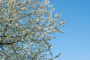 Bahar bahçe içinde güzel kiraz çiçekleri