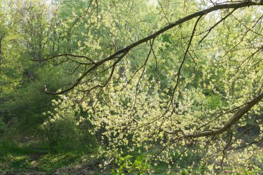 Genç ışık yeşil bahar yaprakları