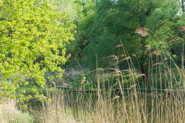 Genç ışık yeşil bahar yaprakları