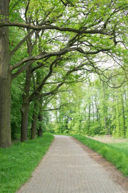 Eski yeşil Park yolundaki ülke