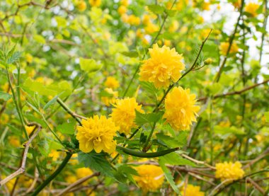 Sarı bahar çiçekleri