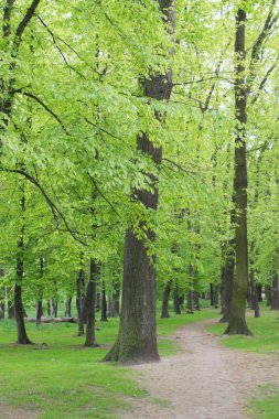 Eski yeşil Park yolundaki ülke