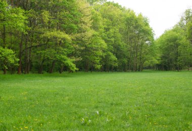 güzel bahar çayır