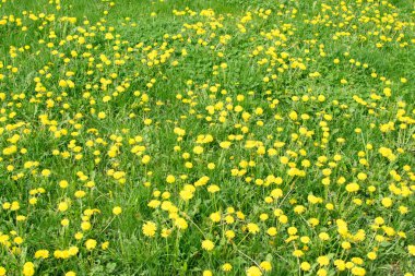 Sarı bahar çiçekleri