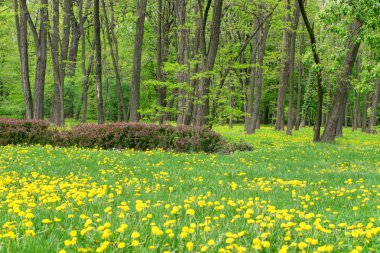 Sarı bahar çiçekleri
