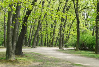 Eski yeşil Park yolundaki ülke
