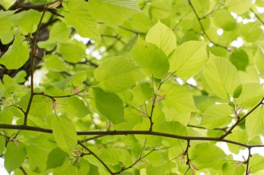 Genç ışık yeşil bahar yaprakları
