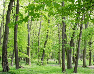Genç ışık yeşil bahar yaprakları