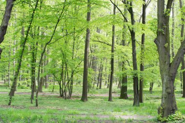 Yeşil ağaçların bahar Parkı