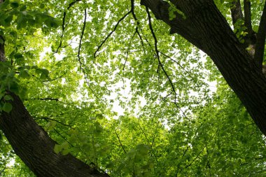 Genç ışık yeşil bahar yaprakları