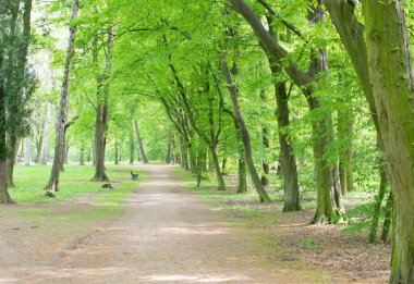 Eski yeşil Park yolundaki ülke