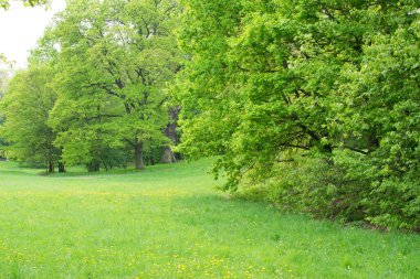 güzel bahar çayır